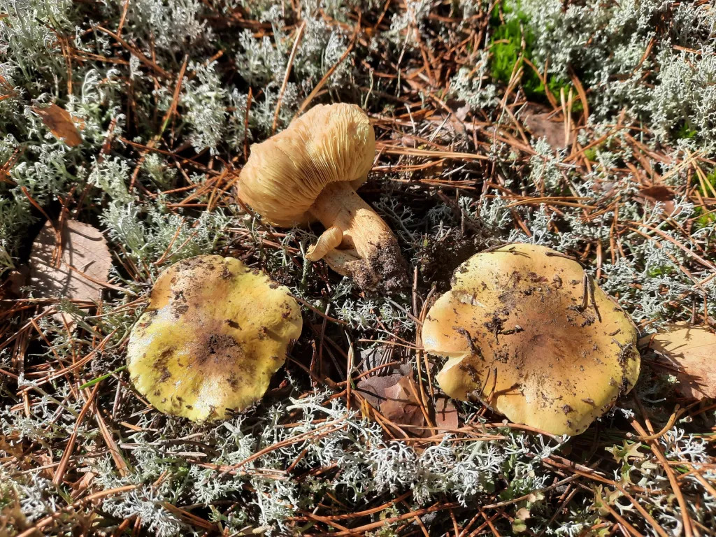 Zielonki Mushrooms