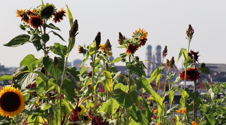 Ecopolis München 2019: Environmental Stories of Discovery
