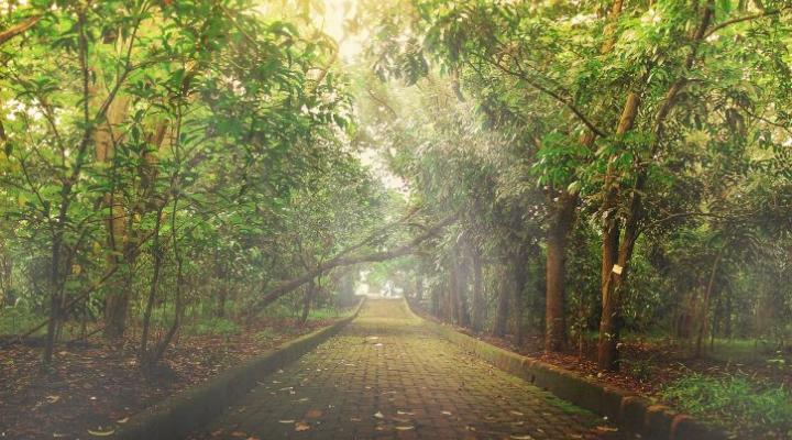 Human-Nature Relations in German Literature: A Curated Stroll through a History of Entanglement